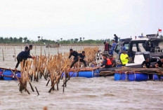 Kontroversi Pagar Laut Tangerang, Begini Fakta, Nama Besar Terseret, dan Kronologi Kasus