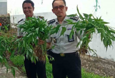 Lapas Narkotika Kelas IIA Muara Beliti Komitmen Tingkatkan Keterampilan Warga Binaan di Bidang Pertanian