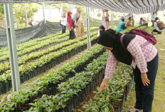 Di Kecamatan Selangit Ada 8 Jenis Tanam Perkebunan  