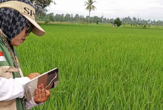 Varietas Padi Inpago 13 Fortiz Mulai Dikembangkan di Musi Rawas, Ini Keunggulannya