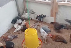 4 Cara Ternak Ayam kampung Ala Suksespedia