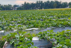 Pajri, Petani Milenial Tanam Melon Merlin
