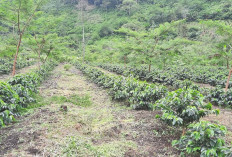 Kebun Kopi Terluas di Selangit  Sampai 1.061,00 Hektare 