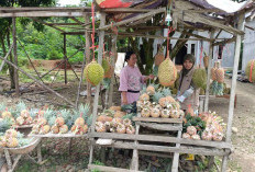 Budidaya Nanas jadi Usaha Tetap Petani di Musi Rawas, Ini Tipsnya 