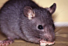 Inilah Bahaya Ketika Tikus Masuk Rumah, Dapat Membawa 4 Penyakit Apa Aja Itu?