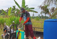 Usai Panen Jagung Petani di Air Satan Musi Rawas Bersihkan Lahan, Ternyata ini Tujuannya 