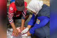 Hasil Pemeriksaan Antemortem dan Post Mortem Tidak Ditemukan Hewan Kurban Sakit