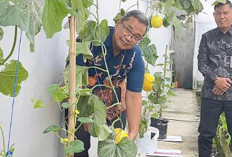 Warga Binaan dan Petugas Lapas Lubuk Linggau Panen Melon. Berikan Pengalaman Rasa Tanggungjawab dan Kerja Sama