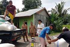 Petani di Sumber Harta Merasa Terbantu Dengan Adanya Serapan Gabah 