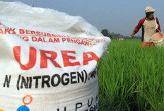 Pupuk Subsidi 2025 Resmi Mulai? Tidak Semua Petani Dapat Gratis, Ini Syarat dan Kriterianya