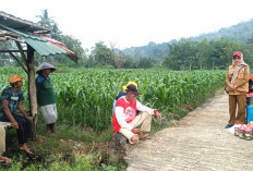 Ada Serangan Hama, Gerdal Penggerek Batang Dilaksanakan di Lahan Padi Petani di Musi Rawas