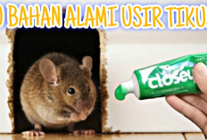 Inilah Tips Mengusir Tikus Dengan 10 Bahan Alami, Salah Satunya Kalian Dapat Menggunakan Odol