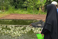 Musim Hujan Pengaruhi Kualitas Air, Ini yang Dilakukan Pengusaha Budidaya Ikan Lele di Musi Rawas