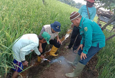  Padi Milik Petani di Desa Tanah Periuk Diserang Tikus, Ini yang dilakukan POPT dan PPL 