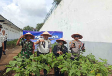 Dukung Program Presiden, Lapas Narkotika Muara Beliti Gelar Panen Raya 