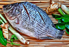 Inilah 7 Manfaat Konsumsi Ikan Nila yang bisa Meningkatkan Kesehatan tubuh