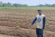 Lahan Kering, Petani Terong Lalap di Musi Rawas Terancam Gagal Panen 