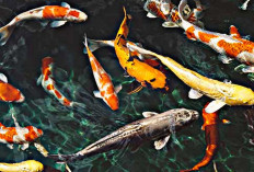 Inilah 7 Jenis Ikan Menurut Feng Shui yang bisa Membawa Keberuntungan pada Tahun 2024