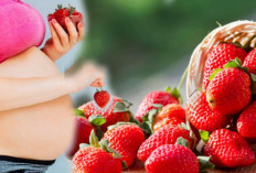 Inilah 10 Manfaat Buah Strawberry Untuk Kesehatan Ibu Hamil, Yuk Simak Disini