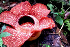 Spot dan Waktu Terbaik Melihat Bunga Rafflesia Arnoldii