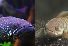 4 Perbedaan Ikan Channa dan Gabus yang Wajib Diketahui Bagi Para Pecinta Ikan Hias, Yuk Simak Disini!