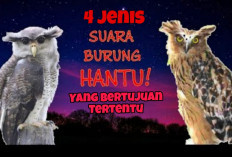 Inilah 4 Jenis Suara Burung Hantu Di Malam Hari Dengan Tujuan Tertentu,Yuk Simak Disini!