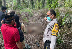 10 Hari Pergi dari Rumah, Lansia di Musi Rawas Ditemukan Meninggal Dunia di Kebun Sawit