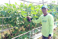 Petani di Musi Rawas, Sekali Panen Hasilkan 25 Ton Terong Ungu