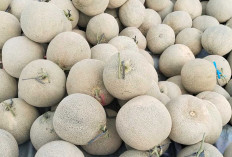 Harga Buah Turun Petani di Musi Rawas Berharap MBG Dilanjutkan