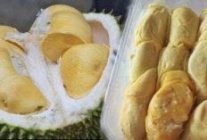 Inilah 2 Cara Menyimpan Durian Yang Sudah Dibuka Agar Rasanya Tetap Enak Dan Tahan Lama