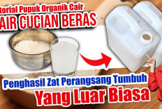 Begini Cara Buat Pupuk Cair Organik Hanya Pakai Air Cucian Beras, Serta 7 Manfaatnya