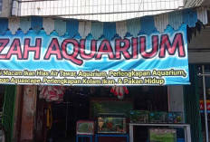 Toko Ikan Hias Firzah Aquarium Menyediakan Bermacam-macam Ikan Hias dan Ikan Predator di Lubuklinggau