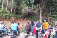 Moyet Turun Dari Bukit Sulap Menjadi Dayatarik Tersendiri Bagi Warga 