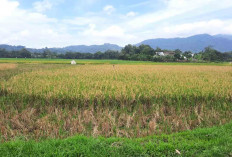 Serangan Terparah, Hama Tikus Bikin Petani di Tugumulyo Musi Rawas Cemas Gagal Panen