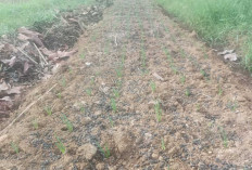 Petani di Musi Rawas Manfaatkan Galangan Sawah Tanam Bawang Merah, untuk Penghasilan Tambahan