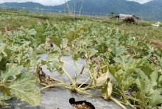 Musim Penghujan, Petani Semangka Keluhkan Pertumbuhan Tanaman Menurun 