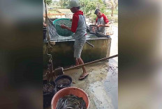 Budidaya Ikan Patin dan Lele di Musi Rawas Masih Menjanjikan, Ini Tips Merawatnya 