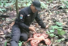 Bunga Rafflesia Hasseltii Ditemukan di Muratara, Ini Penjelasan Kepala SPTN 5 BBTNKS