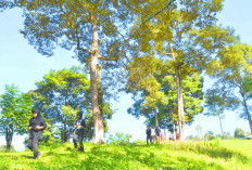 Agrowisata Kebon Kito Siap Kembangkan Durian Unggul Lokal Kota Lubuk Linggau