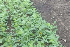 Langka-Langkah Untuk Menghasilkan Kacang Tanah yang Optimal