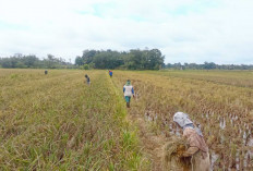 Petani di Desa S Kertosari, Kompak Lakukan Panen Serentak