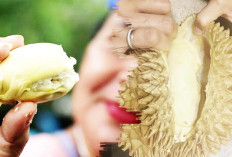 Efek Negatif Durian yang Berdampak Pada Kesehatan, Begini Tips Makan Durian 