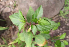 Ini Manfaat dan Cara konsumsi Daun Kumis Kucing
