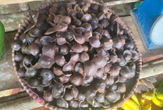 Jengkol Batu Urip Dijual Murah, Cocok Lalap Sambal Nikmat