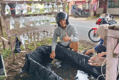 Pedagang Ikan Hias di Desa Tegal Rejo Musi Rawas Keluhkan Sepi Pembeli, Ini Penyebabnya