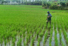 Meskipun Terlambat, Petani di Musi Rawas Mulai Lakukan Pemupukan Padi Pertama 