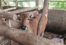 Kelompok Tani Usaha Maju di Lubuk Linggau Tingkatkan Kesejahteraan Peternak Melalui Budidaya Sapi