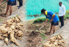 Ini Dukungan 13 Program Akselerasi Menteri IMIPAS Dalam Ketahanan Pangan Melalui Lapas Narkotika Muara Beliti 