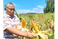Jagung Diusahakan Sebagai Tanaman Sela Bersama Aneka Sayur dan Buah Semusim