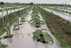 Sebelum Melakukan Sistem Tumpang Sari Petani Harus Tahu Keuntungan Dan Kekurangan Menggunakan Sistem Ini